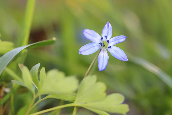 Flor de primavera selvagem scilla bifolia — Fotografia de Stock