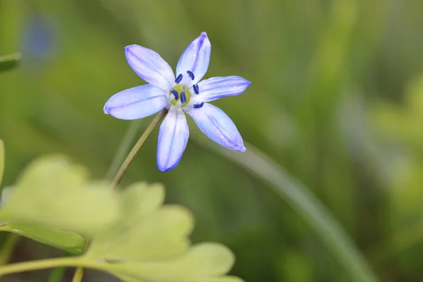 Scilla bifolia wild flower — Stock Photo, Image