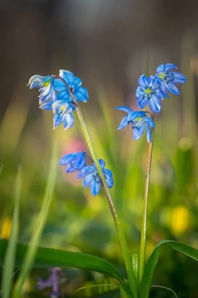 Fleurs sauvages de printemps — Photo