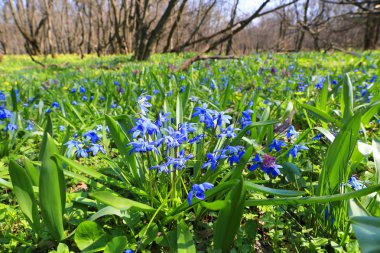 vahşi çiçek orman çayır