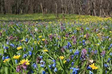 kır çiçekleri yeşil çayır üzerinde