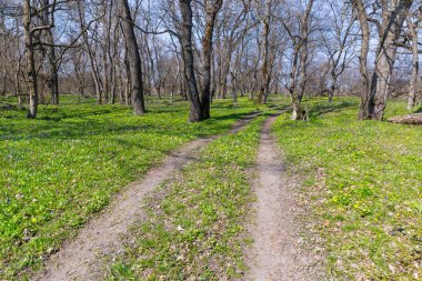 toprak yol bahar ormandaki