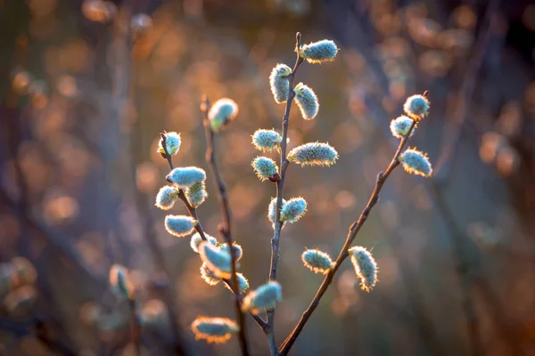 Willow branch with fluffy buds — Stock Photo, Image