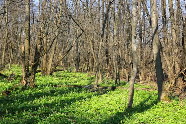 Prato nella foresta primaverile — Foto Stock