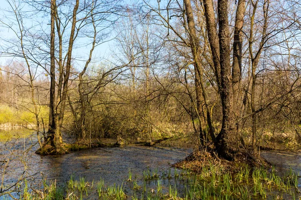 Tourbière dans la forêt de printemps — Photo