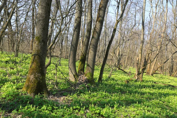 Prato di fiori selvatici nella foresta — Foto Stock