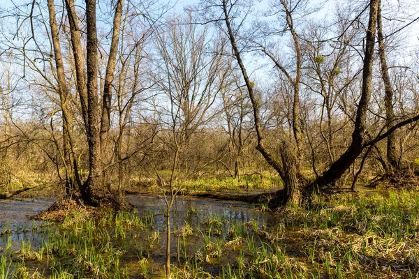 Marsh in spring forest — Stock Photo, Image