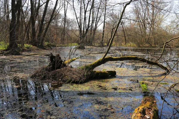 Bo� � im tiefen Frühlingswald — Stockfoto