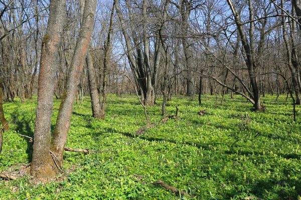 Гарний зелений луг в лісі — стокове фото
