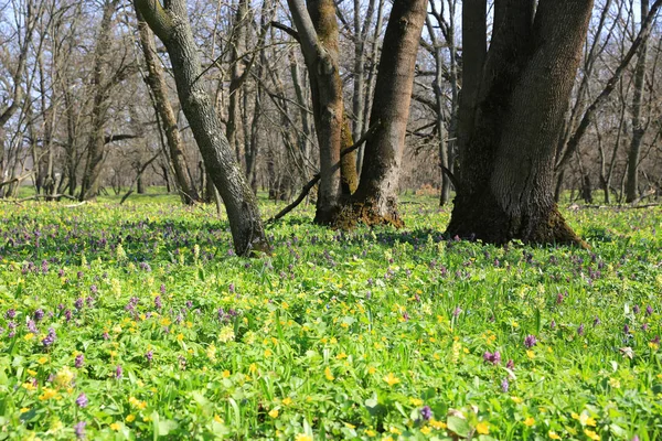 Wild spring green meadow — Stock Photo, Image