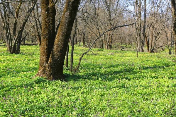 Зелений луг з дикими квітами в весняному лісі — стокове фото