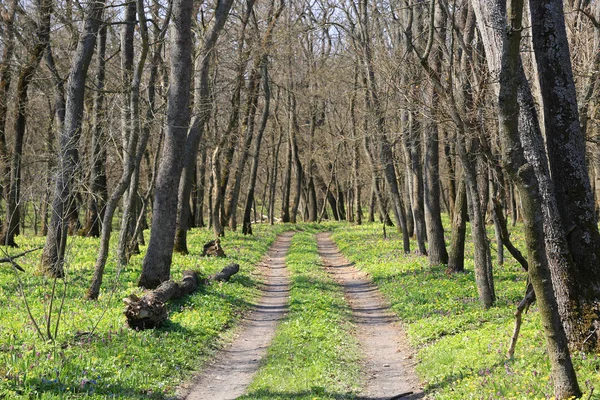 Estrada na floresta de primavera — Fotografia de Stock