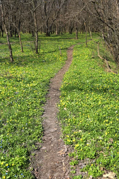 Pathway on spring meadow — Stock Photo, Image