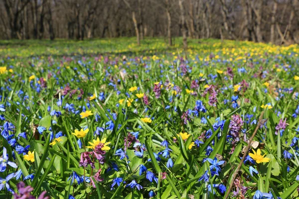 Wild spring flowers on meadow — Stock Photo, Image