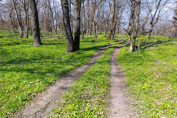 Landelijke weg in bos — Stockfoto