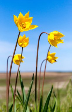 yabani laleile bahar çayırı