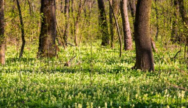 Ormanda yabani çiçekler
