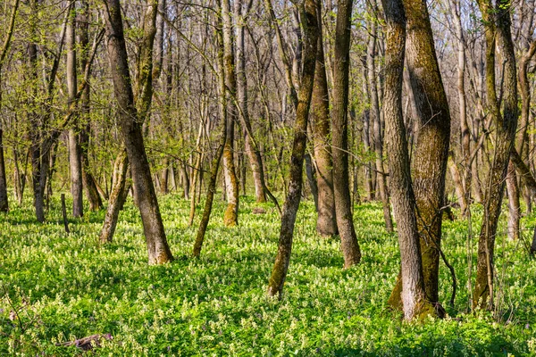 Ormanda yabani çiçekler — Stok fotoğraf