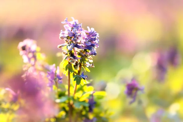 Våren blomma äng — Stockfoto