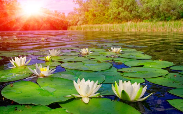 Water lily on lake — Stock Photo, Image