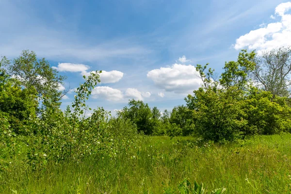 Zomer scène in de steppe — Stockfoto