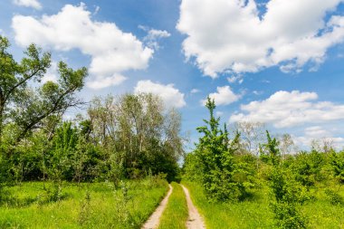 ormanda yeşil çayır boyunca yol