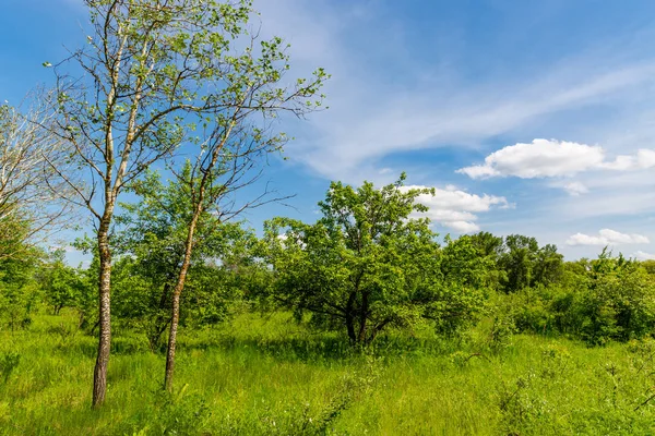 Prairie dans steppe sous beau ciel — Photo