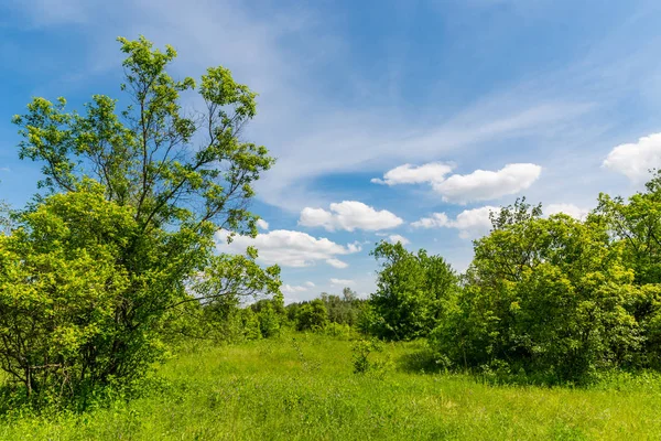 Meadow under nice sky — Stock Photo, Image