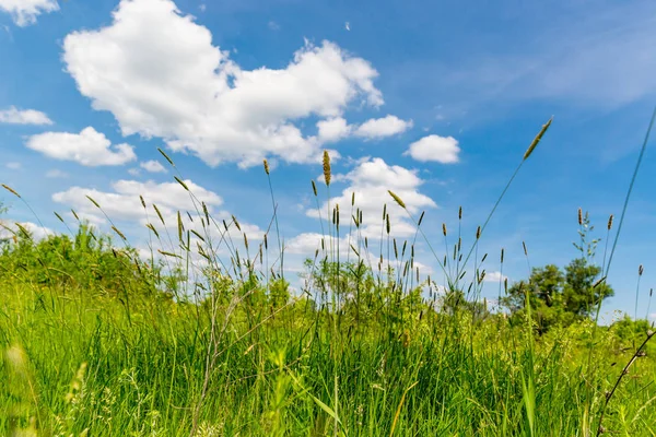 Herbe verte sous le ciel d'été — Photo