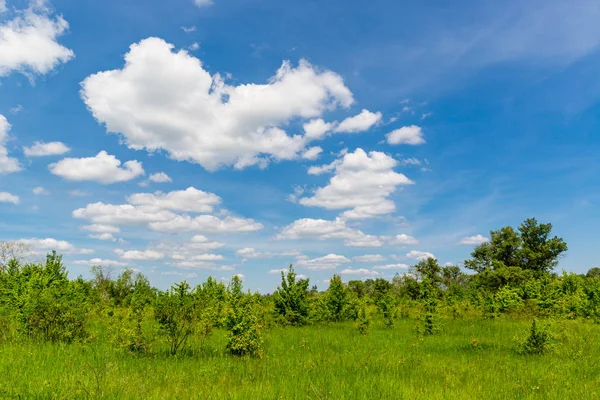 Nice summer day in steppe — Stock Photo, Image