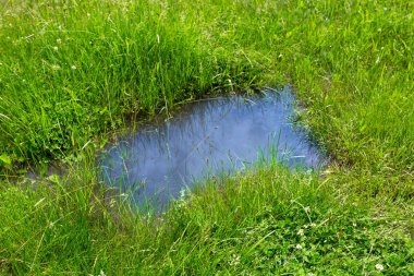 Otların arasında birikintisi