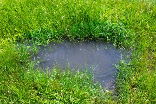 Poça no prado verde — Fotografia de Stock