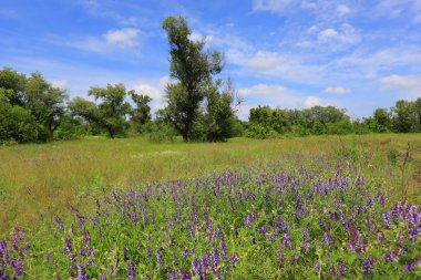 Bozkır içinde kır çiçekleri