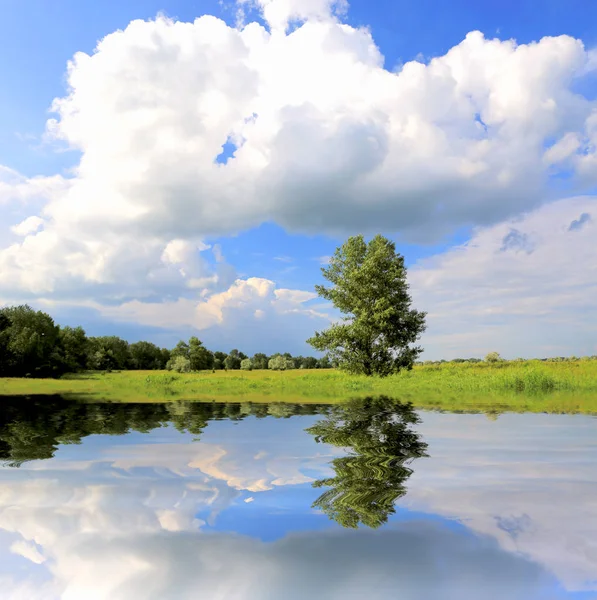 Baum auf Wiese am Wasser — Stockfoto