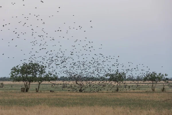 Rebanho de pássaros no céu acima das árvores — Fotografia de Stock