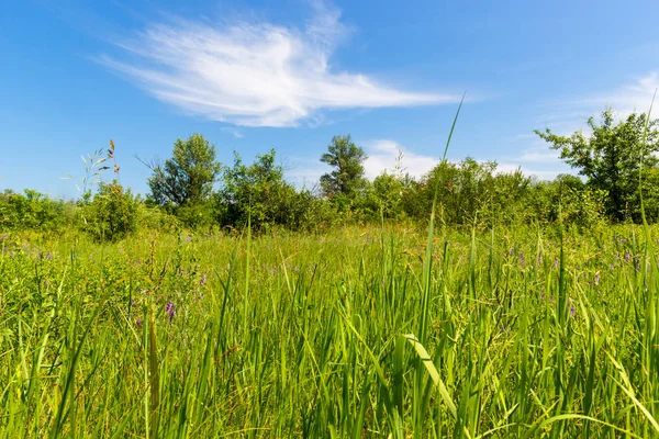 Groene weide in zomerdag — Stockfoto