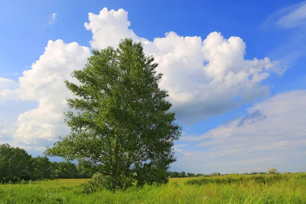 Albero sul prato — Foto Stock