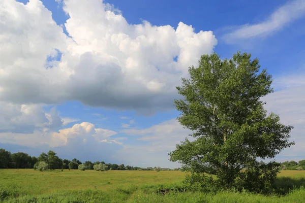 Baum auf Wiese — Stockfoto