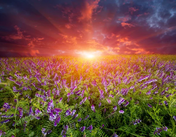 Zonsondergang over wild flower weide — Stockfoto