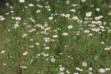 vahşi çiçek çayır