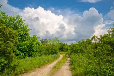 Yeşil orman içinde kırsal yol