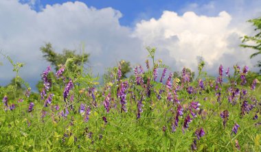 Yaz otlağında yabani çiçekler