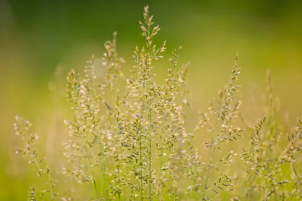 Herbe sur prairie — Photo