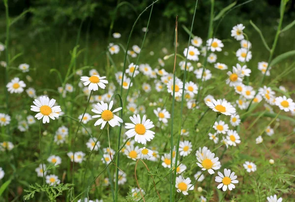 Chamomiles on green meadow — Stock Photo, Image