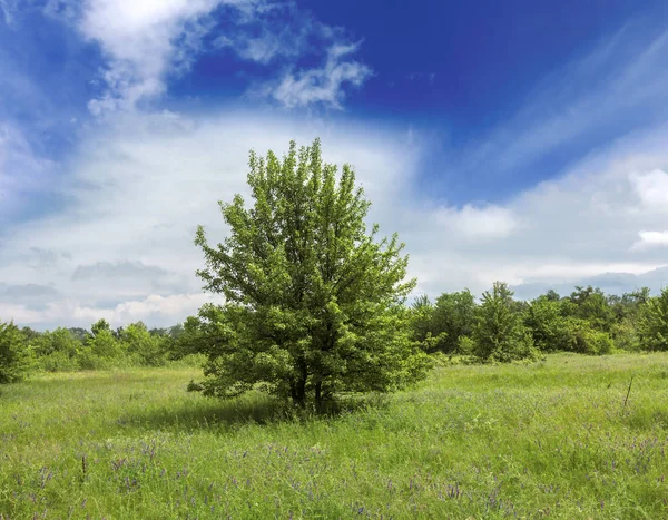 Groene boom op weide — Stockfoto