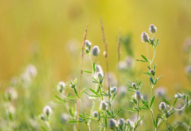 vahşi çiçek çayır