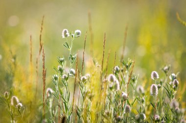 vahşi çiçek çayır