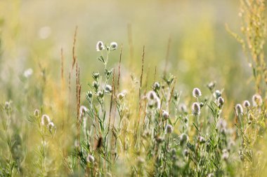 vahşi çiçek çayır