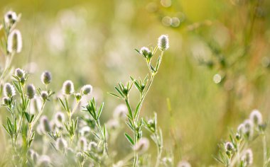 vahşi çiçek çayır