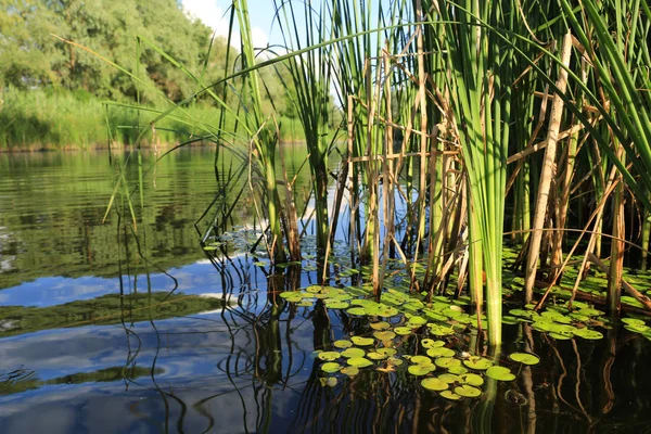 Groene Cane op de oever van de rivier — Stockfoto